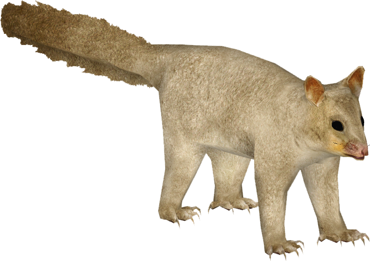 Possum Standing Transparent Background