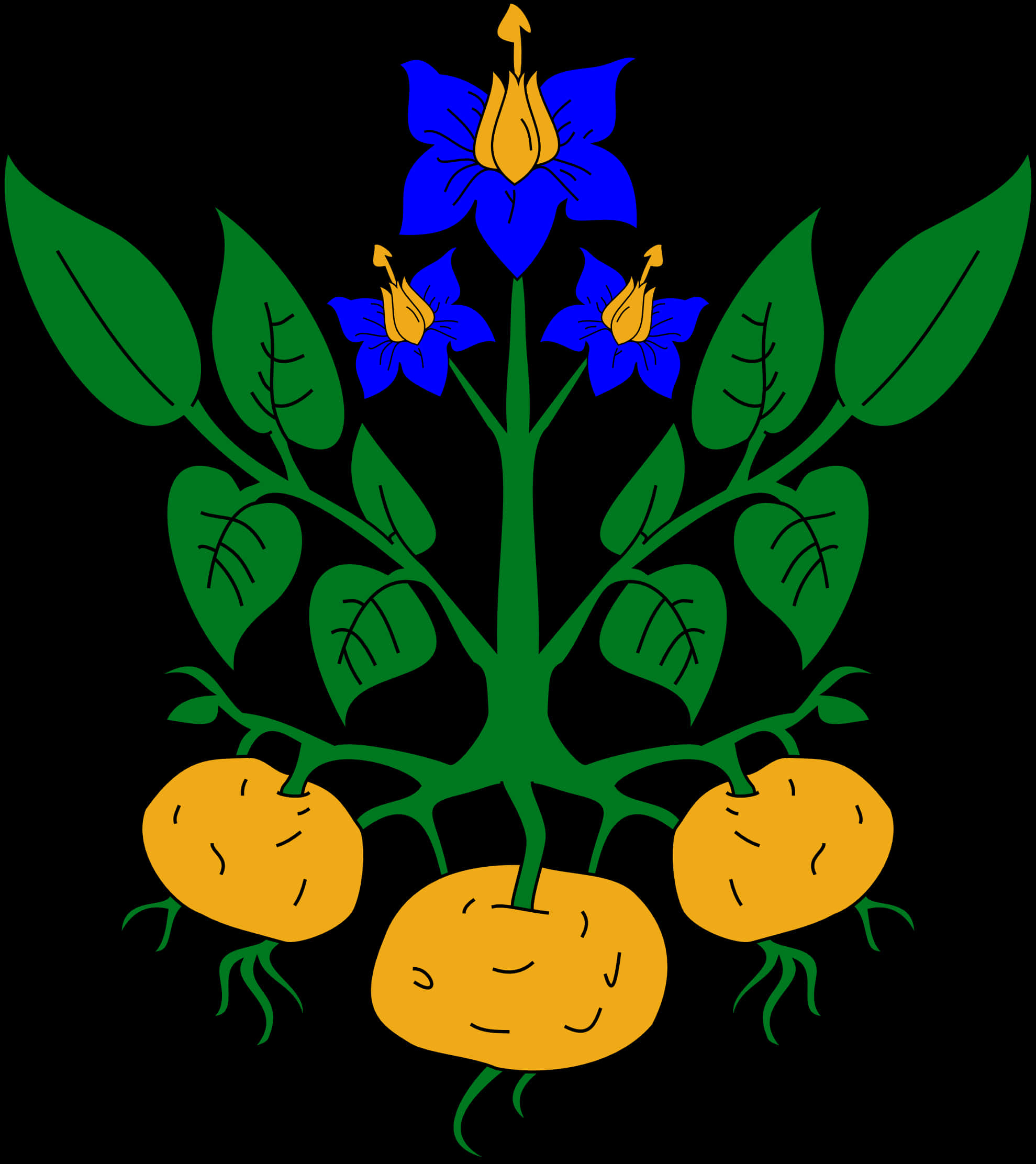 Potato Plant Illustration