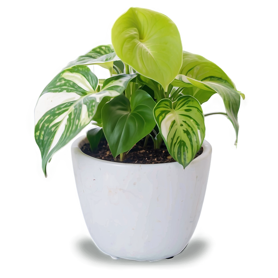 Pothos Plant Gift Ideas Png 25