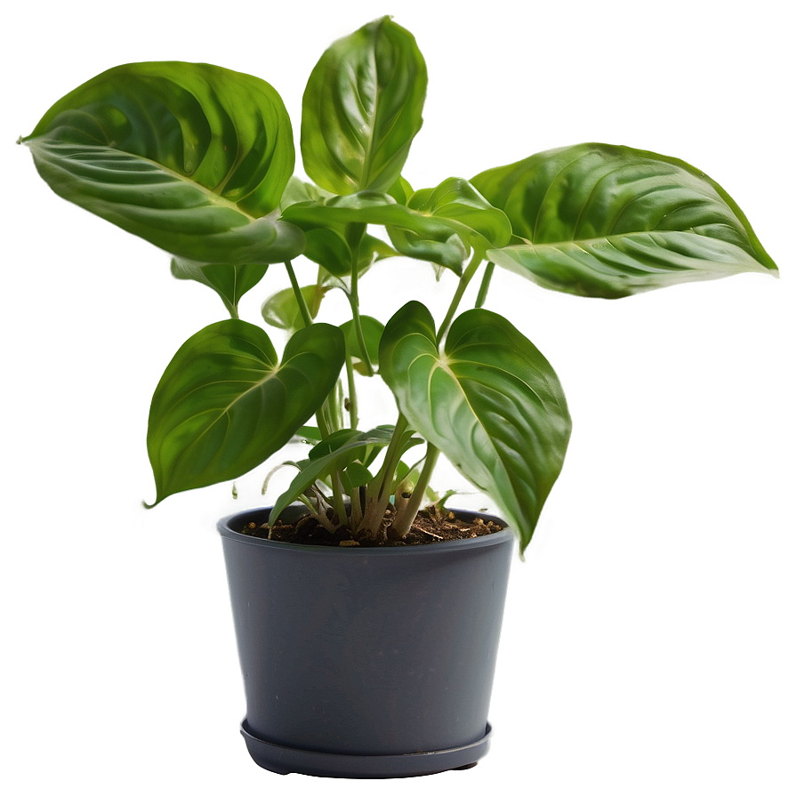 Pothos Plant Health Benefits Png Pri9