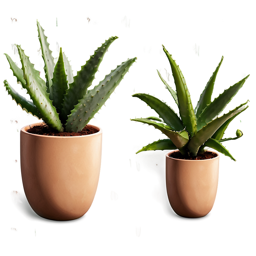 Potted Aloe Vera Plants Png Slt35