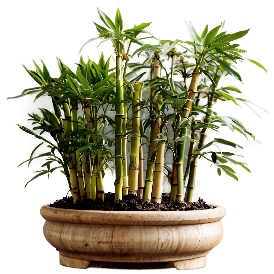 Potted Bamboo Plants Png 75