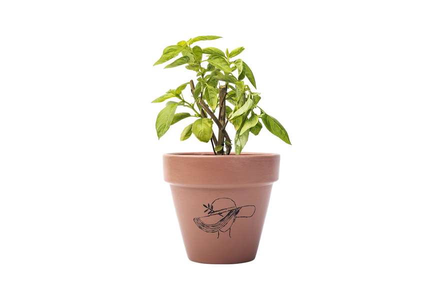 Potted Basil Plant