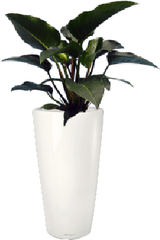 Potted Congo Plant Decor