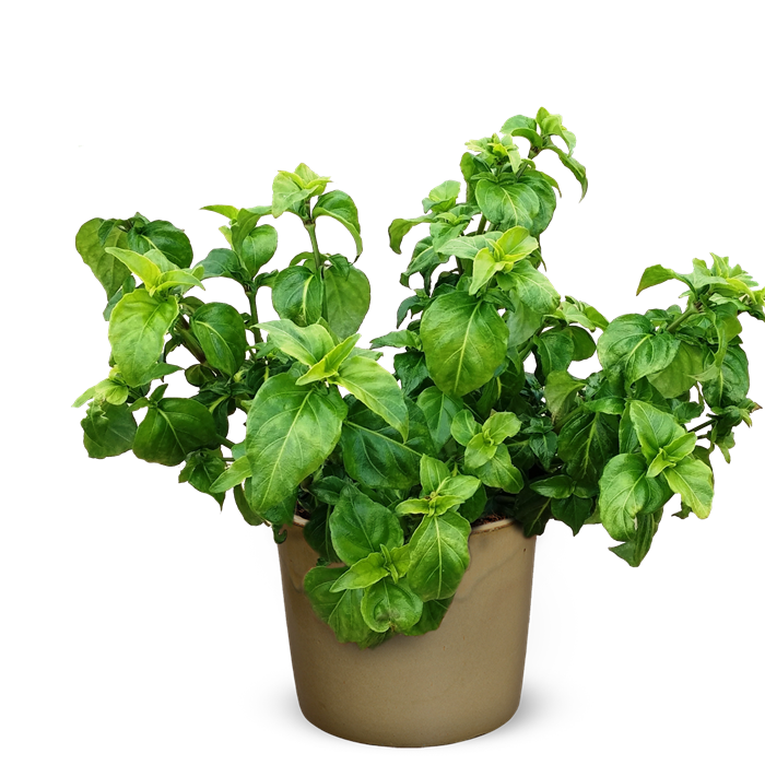 Potted Fresh Basil Plant