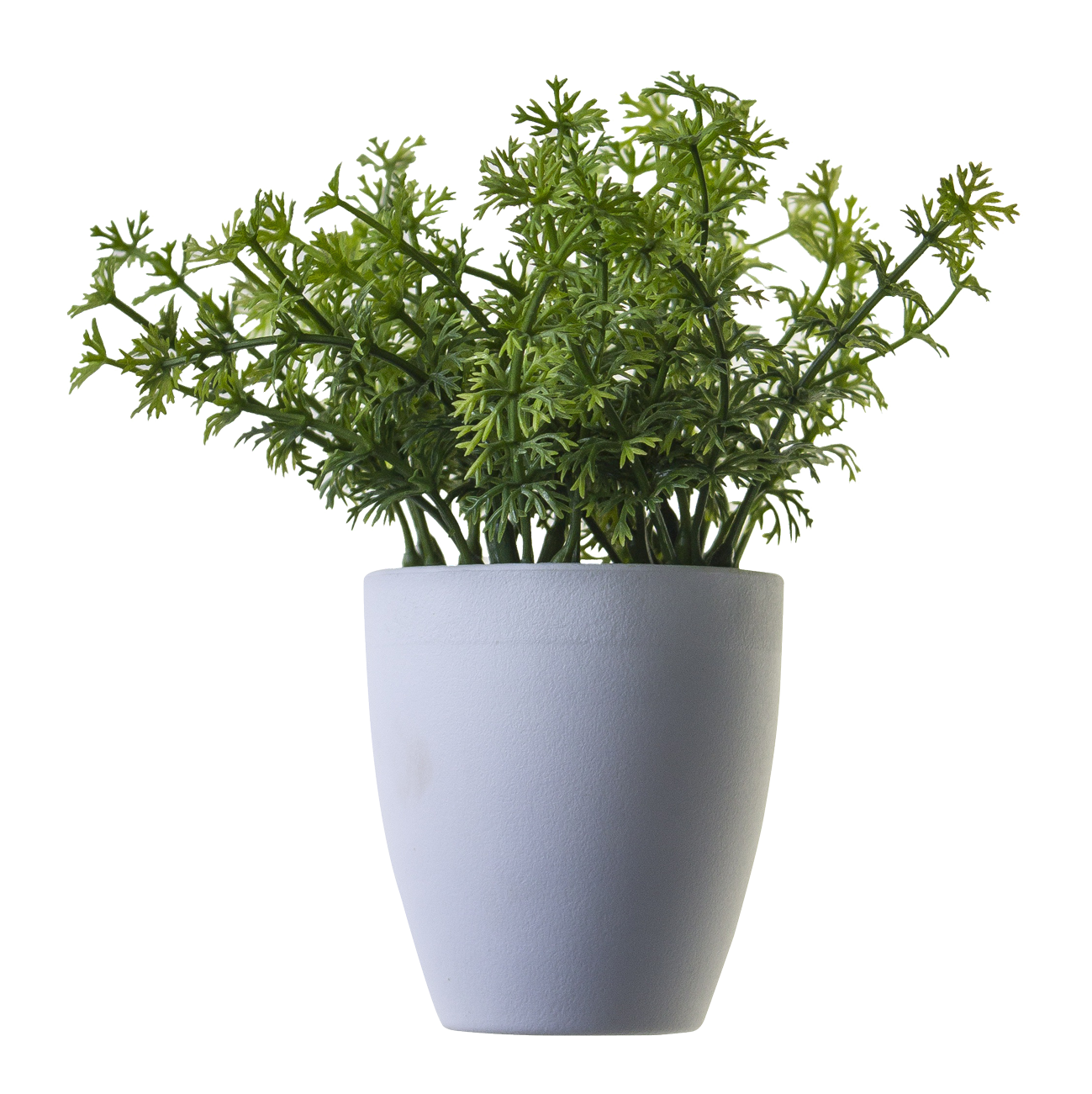 Potted Green Herb Plant