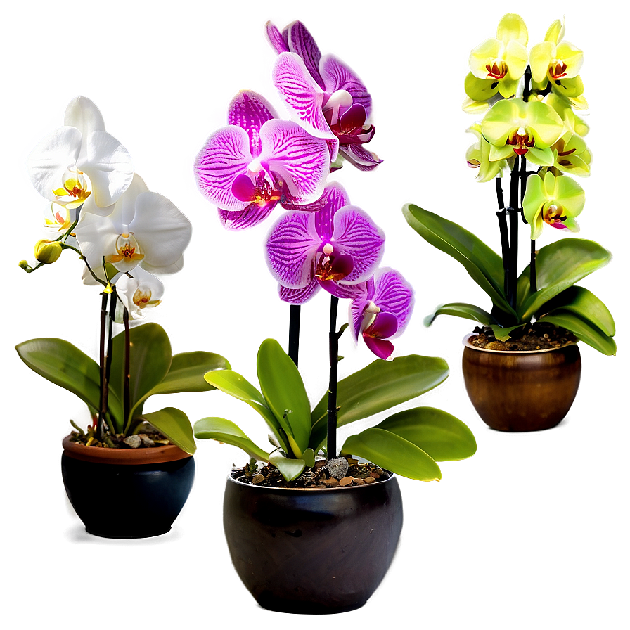 Potted Orchids Collection Png 06122024