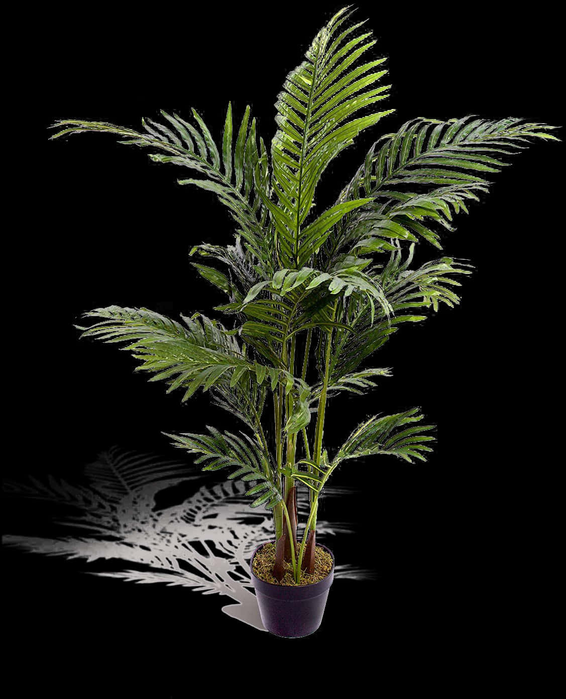 Potted Palm Plant Black Background.jpg