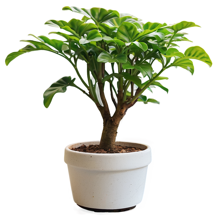 Potted Plant Care Tips Png Uue30