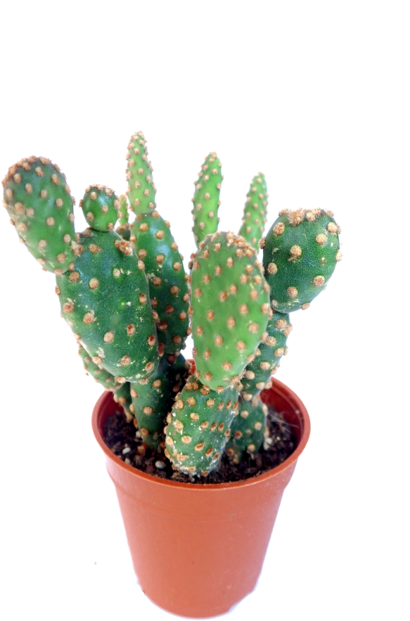 Potted Prickly Pear Cactus