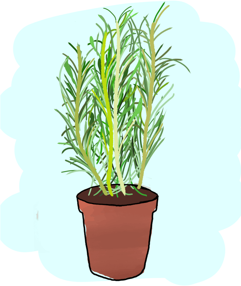 Potted Rosemary Plant Illustration