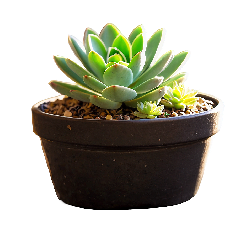 Potted Succulent Png 18