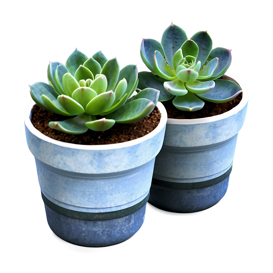 Potted Succulent Png 60