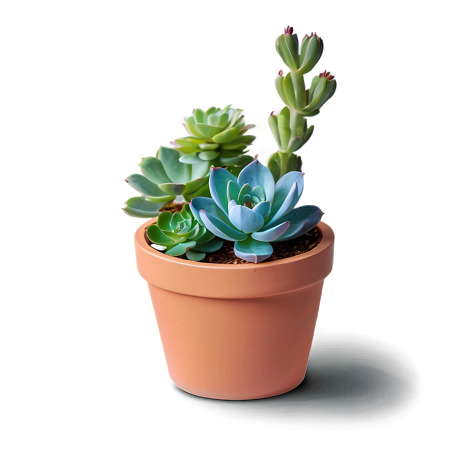 Potted Succulent Png Ryb71