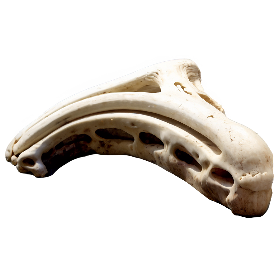 Prehistoric Animal Bone Png 34