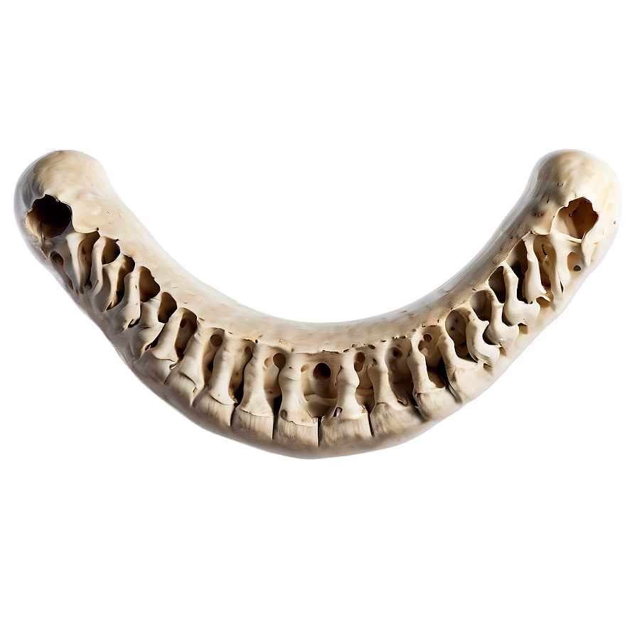 Prehistoric Animal Bone Png Ywg19