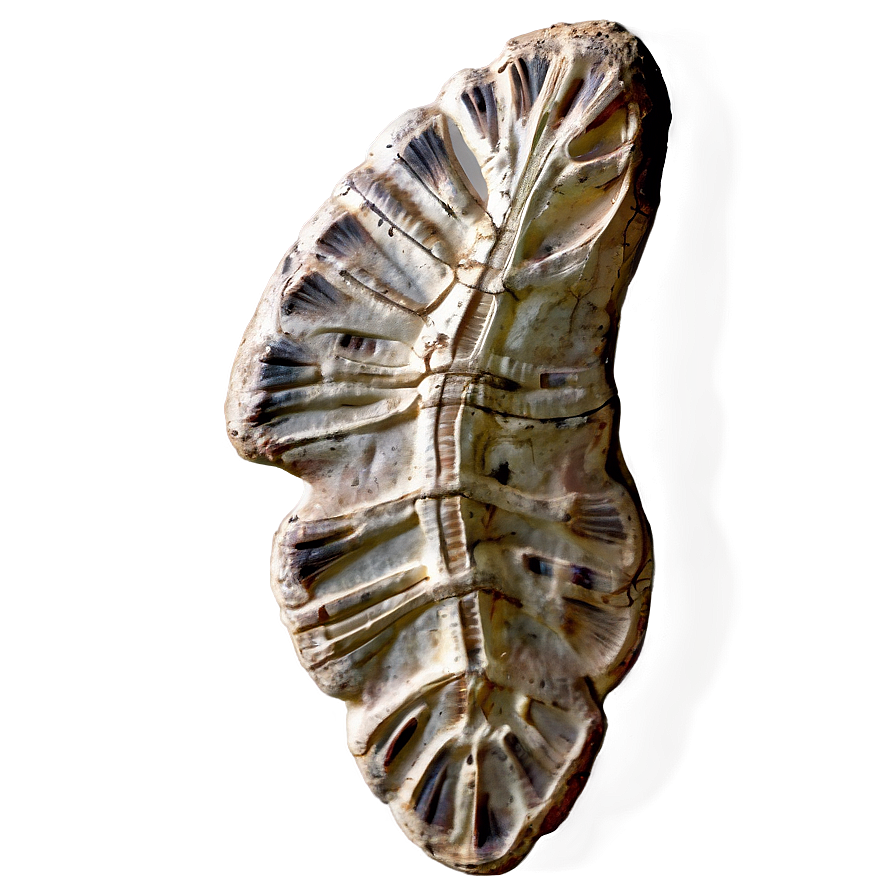 Prehistoric Fossil Png Tep57