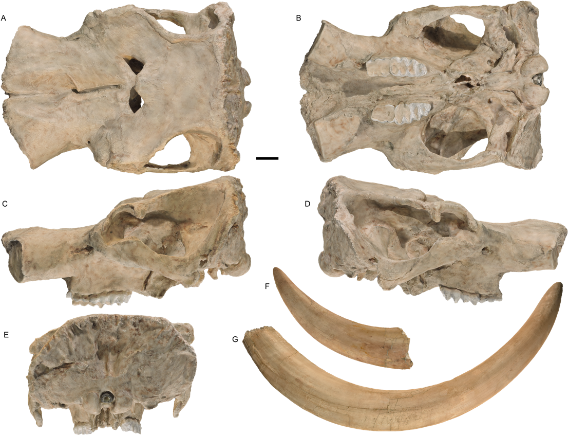 Prehistoric Skulland Tusks Fossil Collection