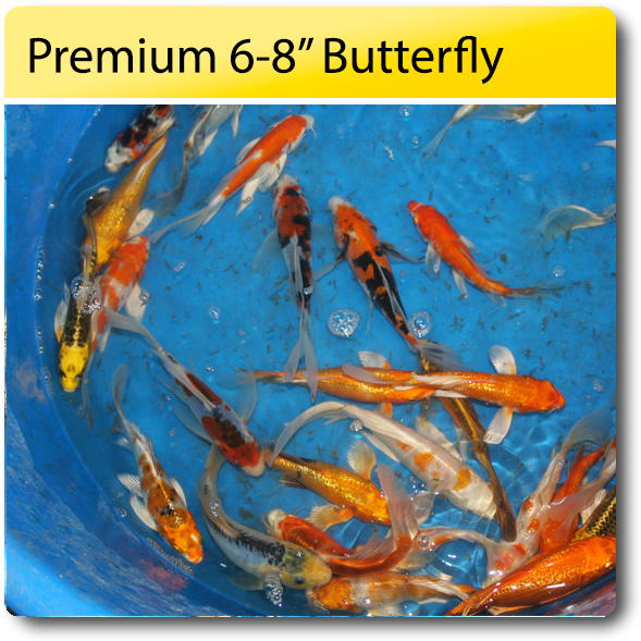 Premium Butterfly Koi68 Inch