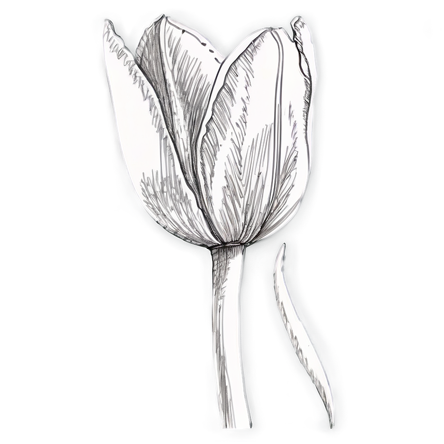 Pretty Tulip Sketch Png Glr