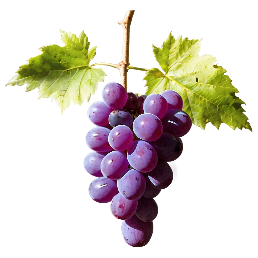 Pristine Condition Grape Png 20