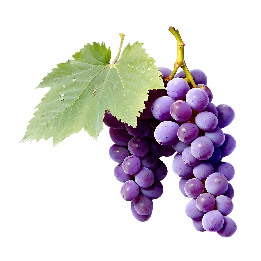 Pristine Condition Grape Png 75