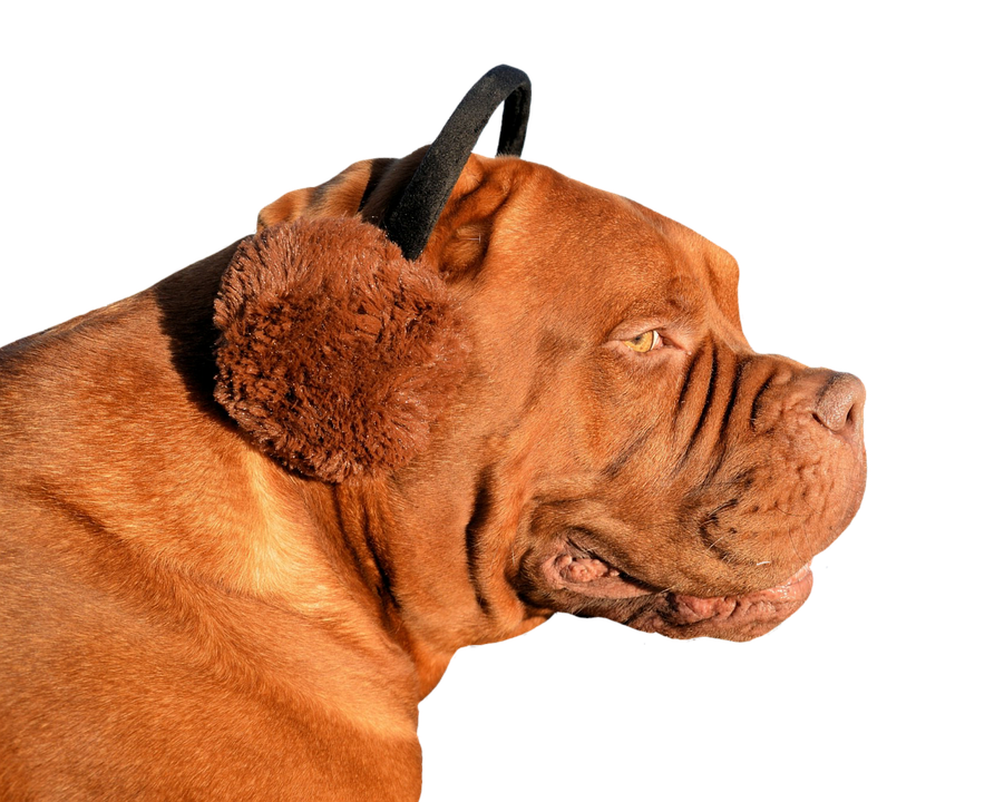 Profileof Mastiff Dogon Teal Background.png