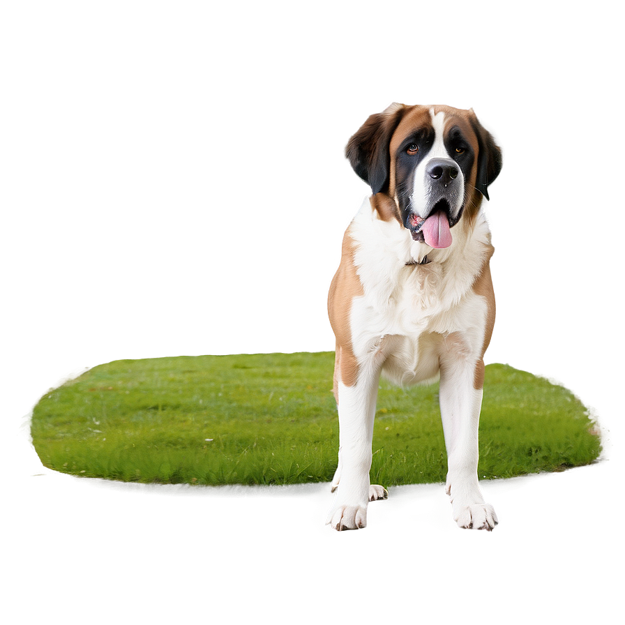 Protective St Bernard Stance Png 06292024