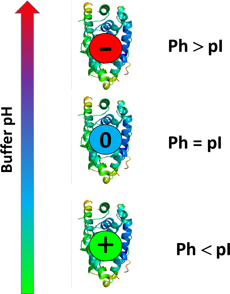 Protein Isoelectric Point Illustration