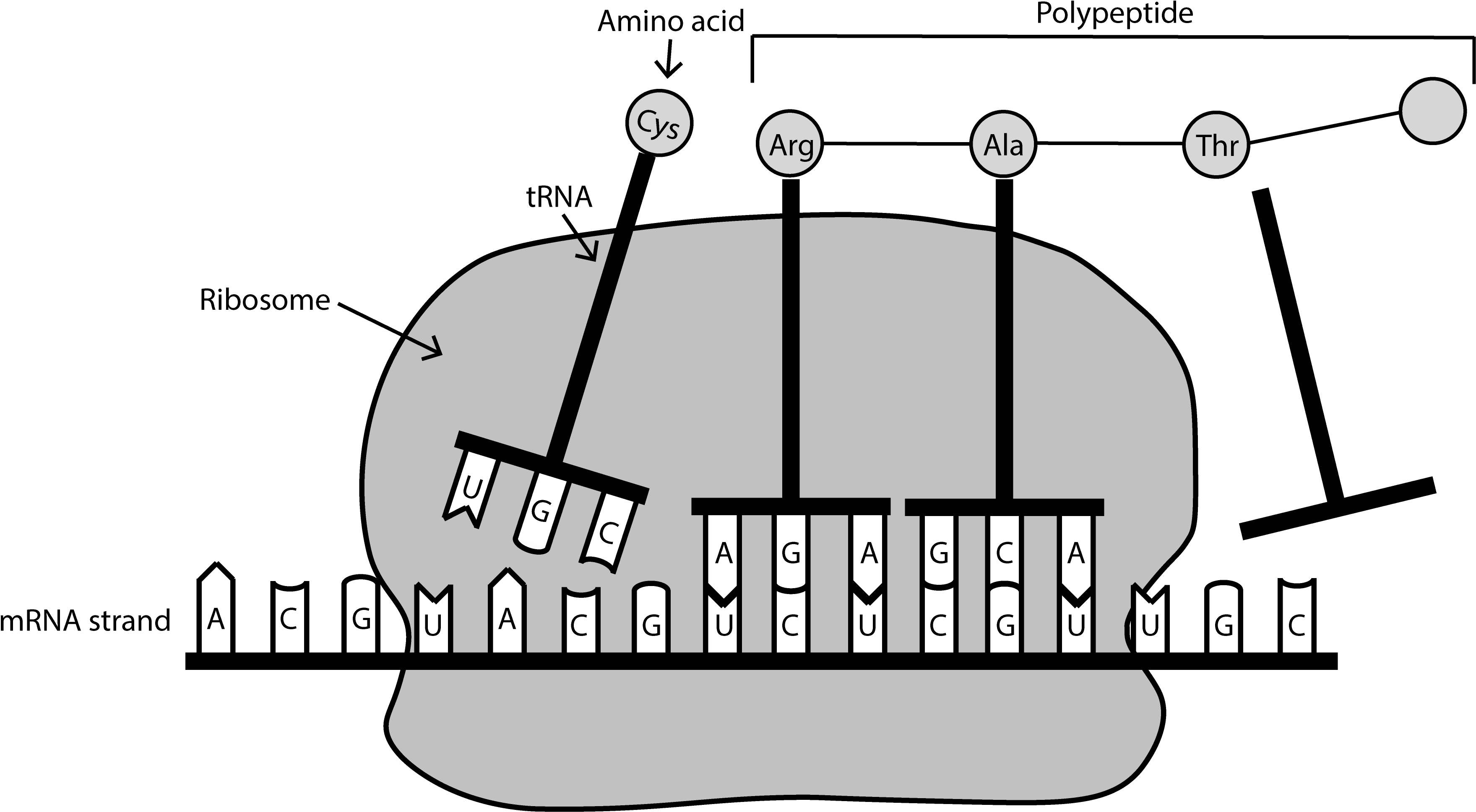 Protein Synthesis Diagram