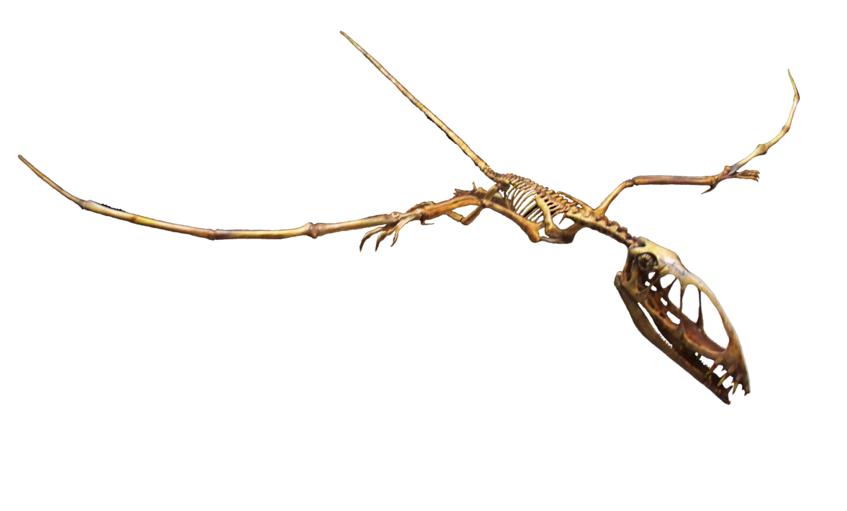 Pterosaur Skeleton Fossil