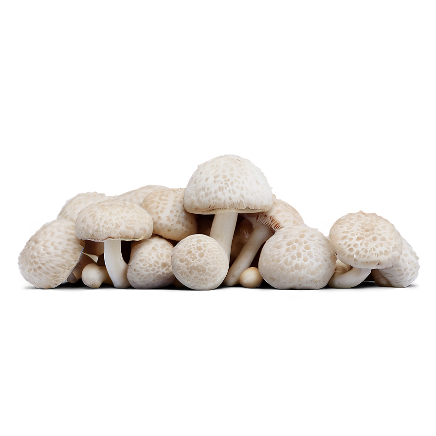 Puffball Mushroom Png 06242024