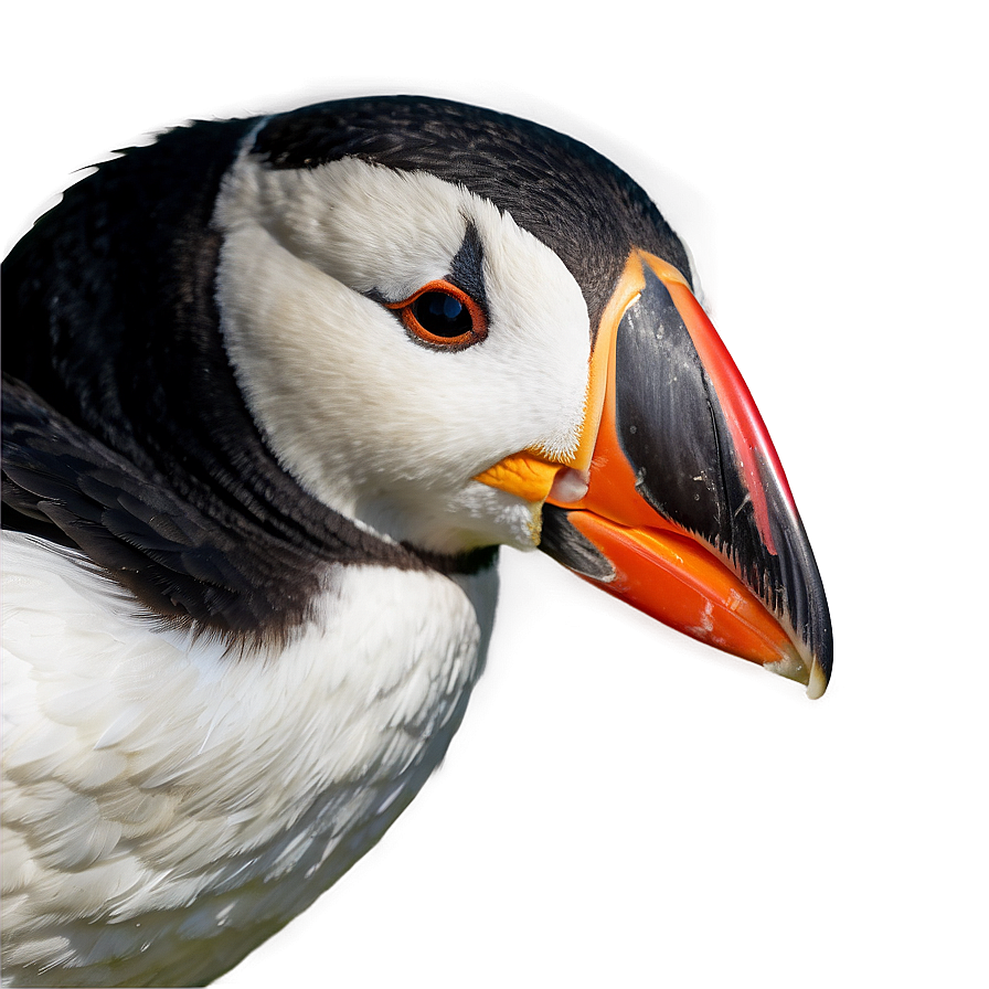 Puffin Beak Closeup Png Yhd28