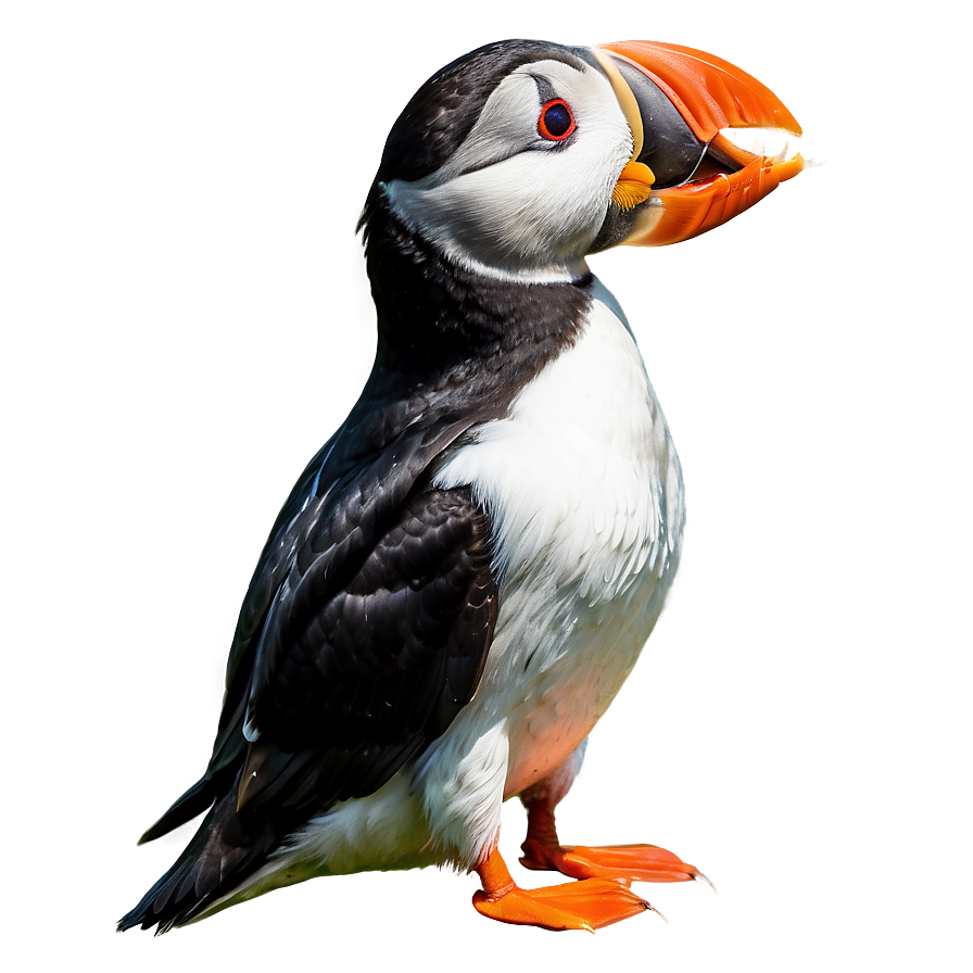 Puffin Eating Fish Png 06292024