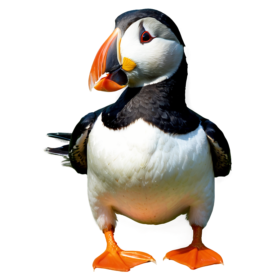 Puffin Eating Fish Png Ubi