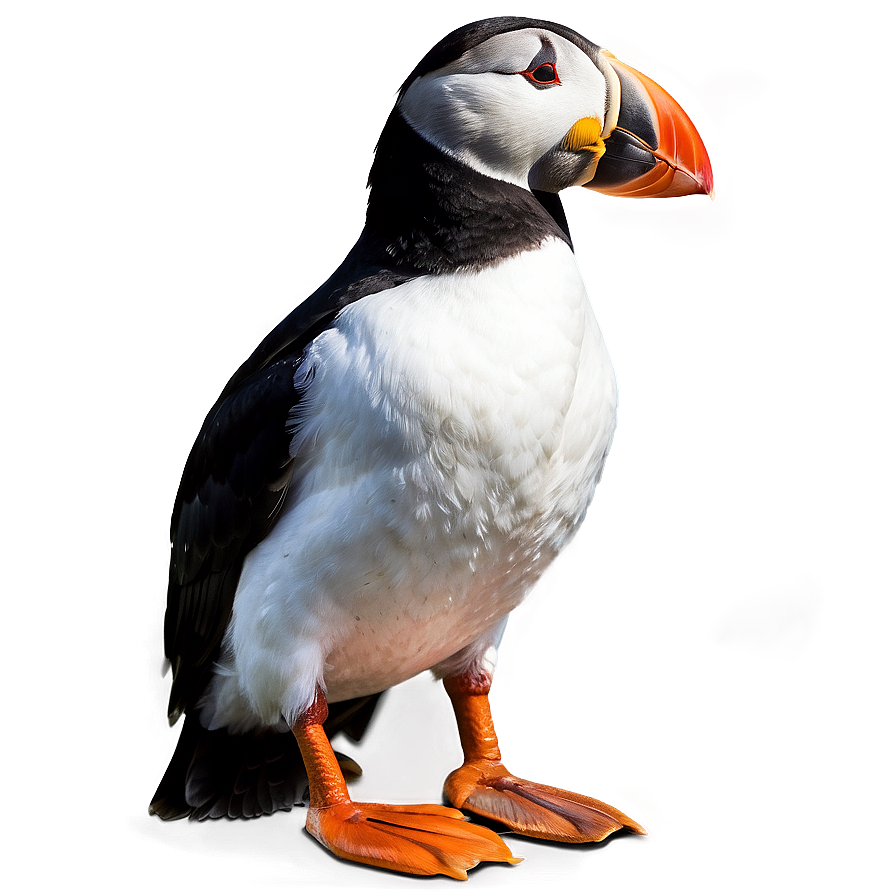 Puffin In Detail Png Jsn