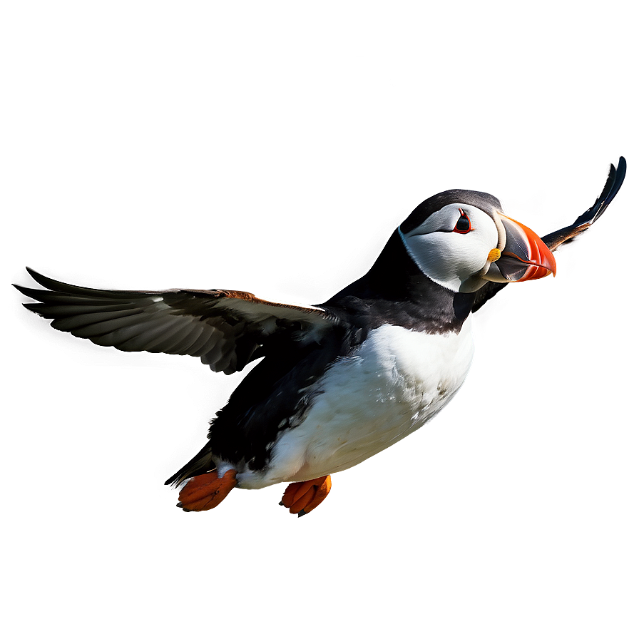 Puffin In Flight Png 06292024