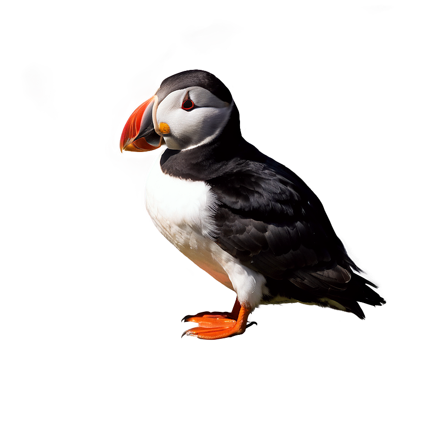 Puffin In Sunset Png 06292024