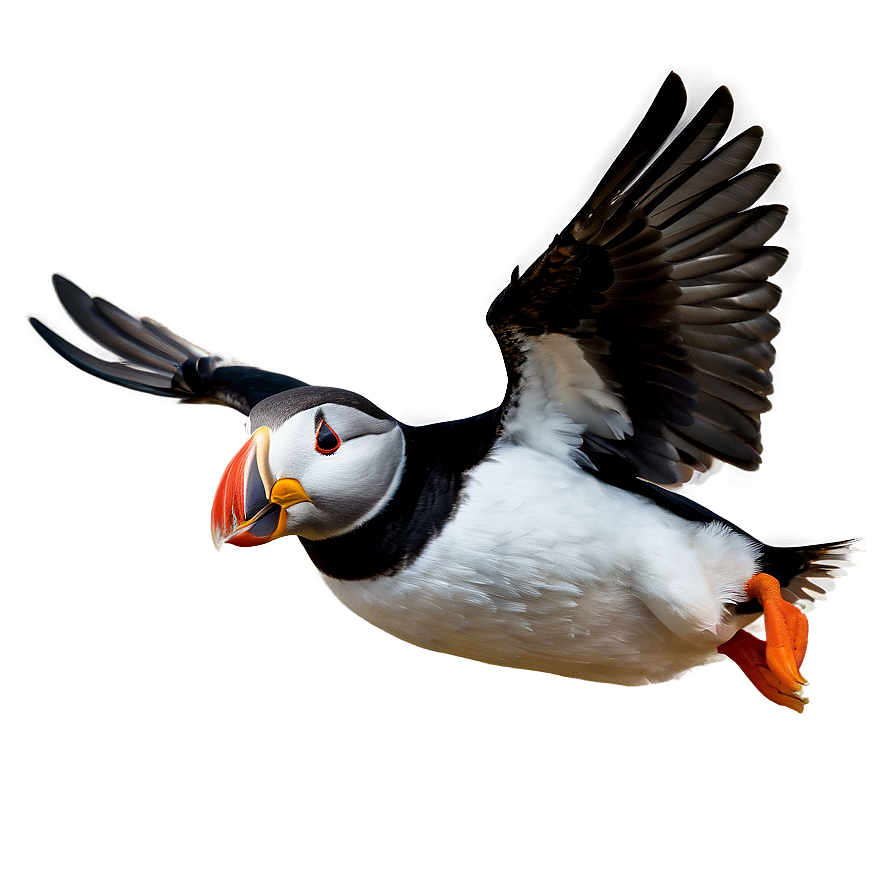 Puffin Landing Png 06292024