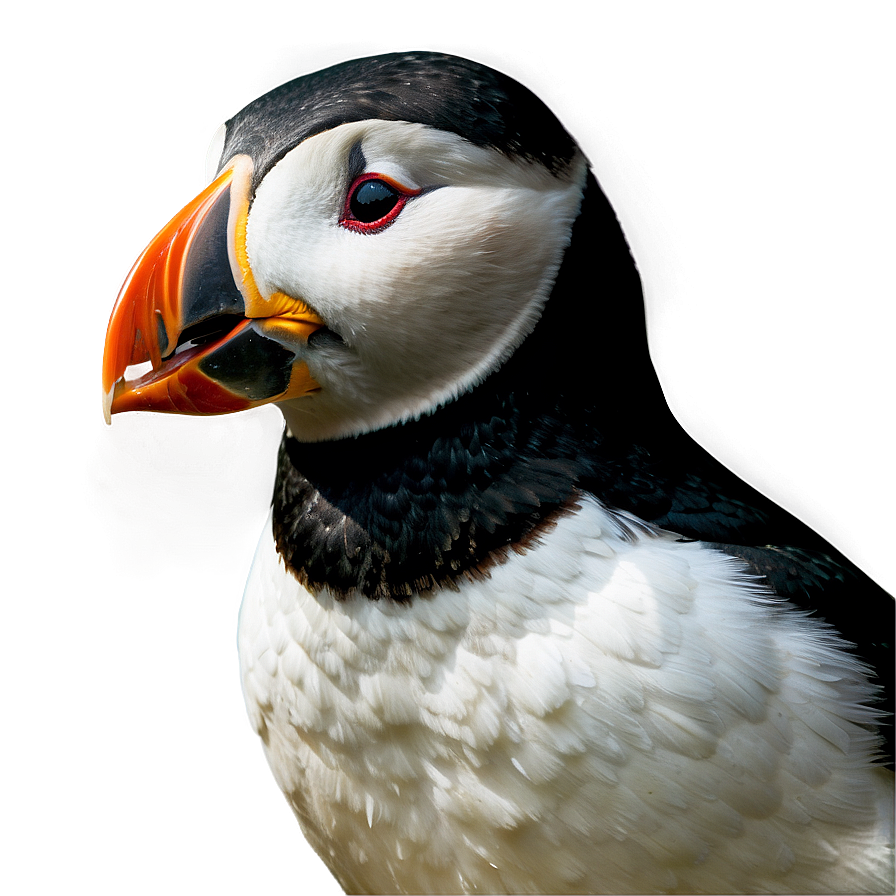 Puffin Side Profile Png Nqa