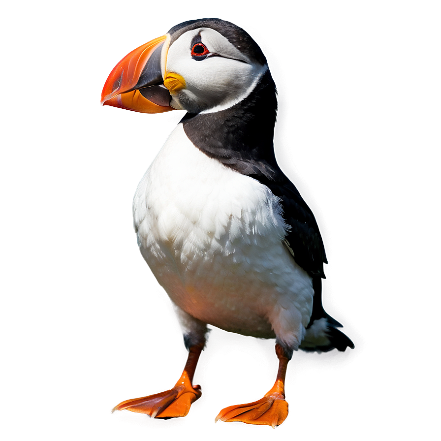 Puffin Standing Png 11