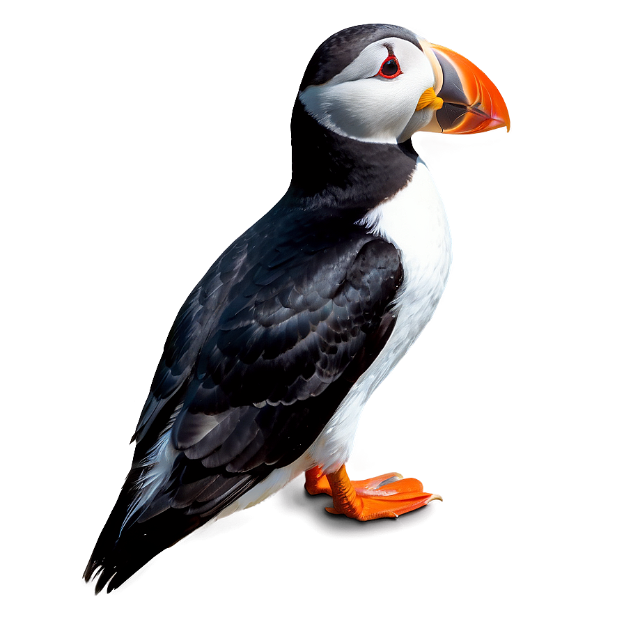 Puffin Wildlife Photography Png Nrn95