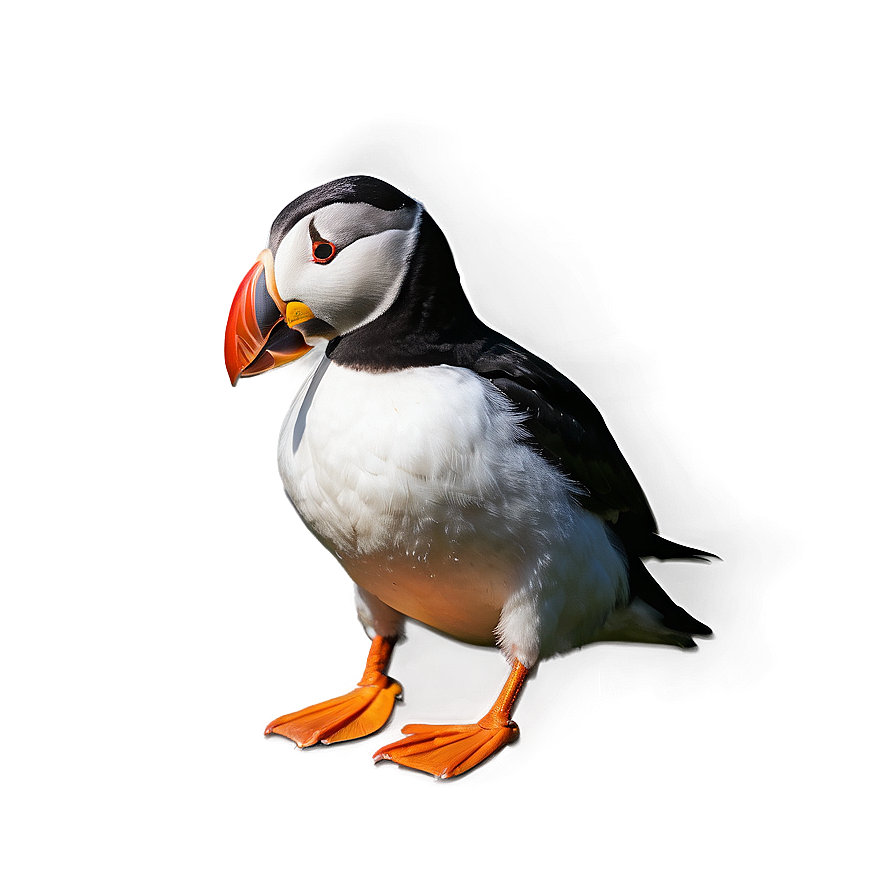 Puffin With Background Png Uuh52