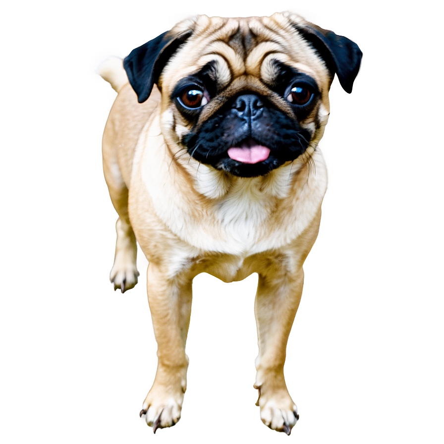 Pug Dog Silhouette Png 58