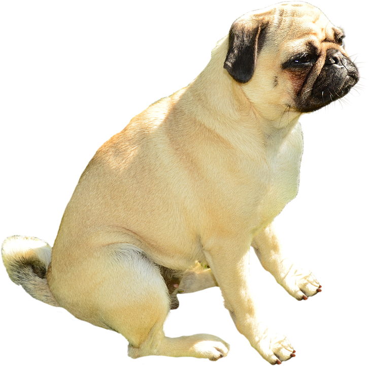 Pug Dog Sitting Transparent Background