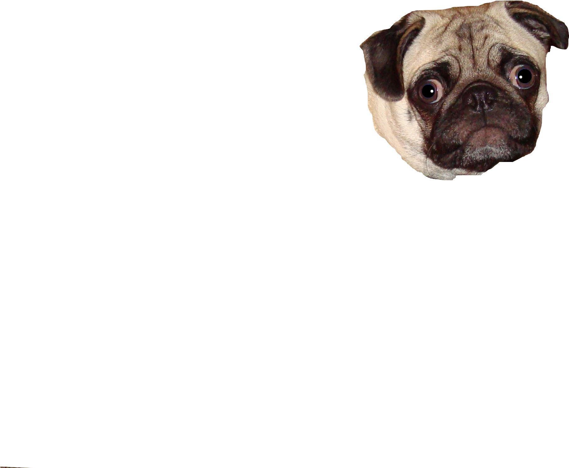 Pug Head Floatingon Blue Background