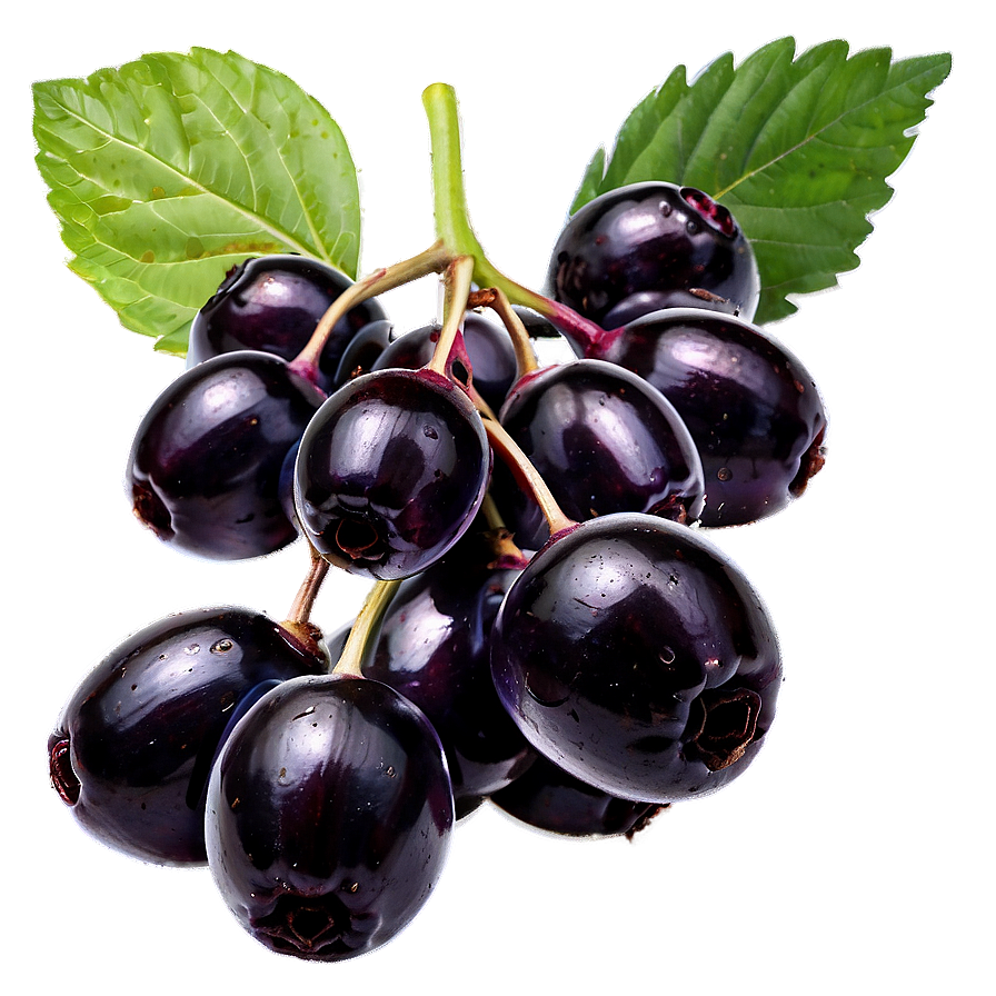 Pure Elderberry Png Fox