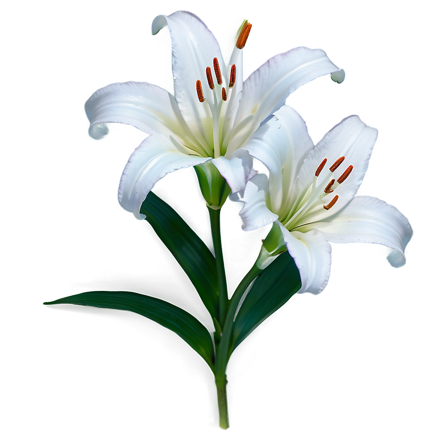 Pure White Lily Png 06252024