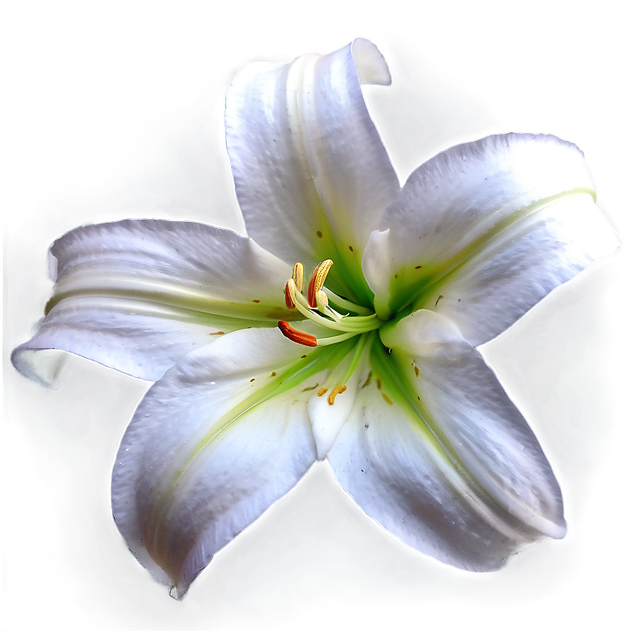 Pure White Lily Png 31