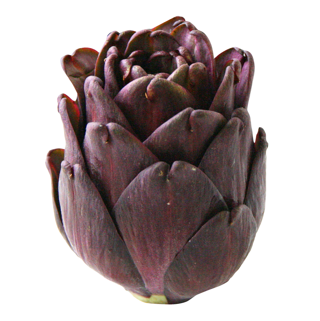 Purple Artichoke Isolated